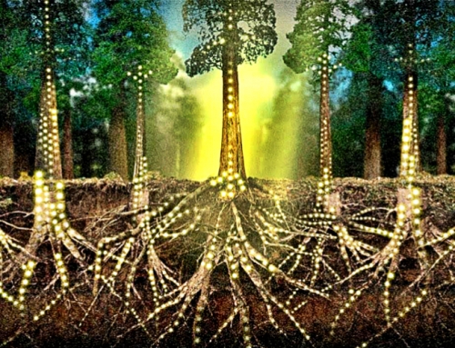 The Tree of Bandha: Moving in Embodied Relationship with the Earth – by Iain Grysak